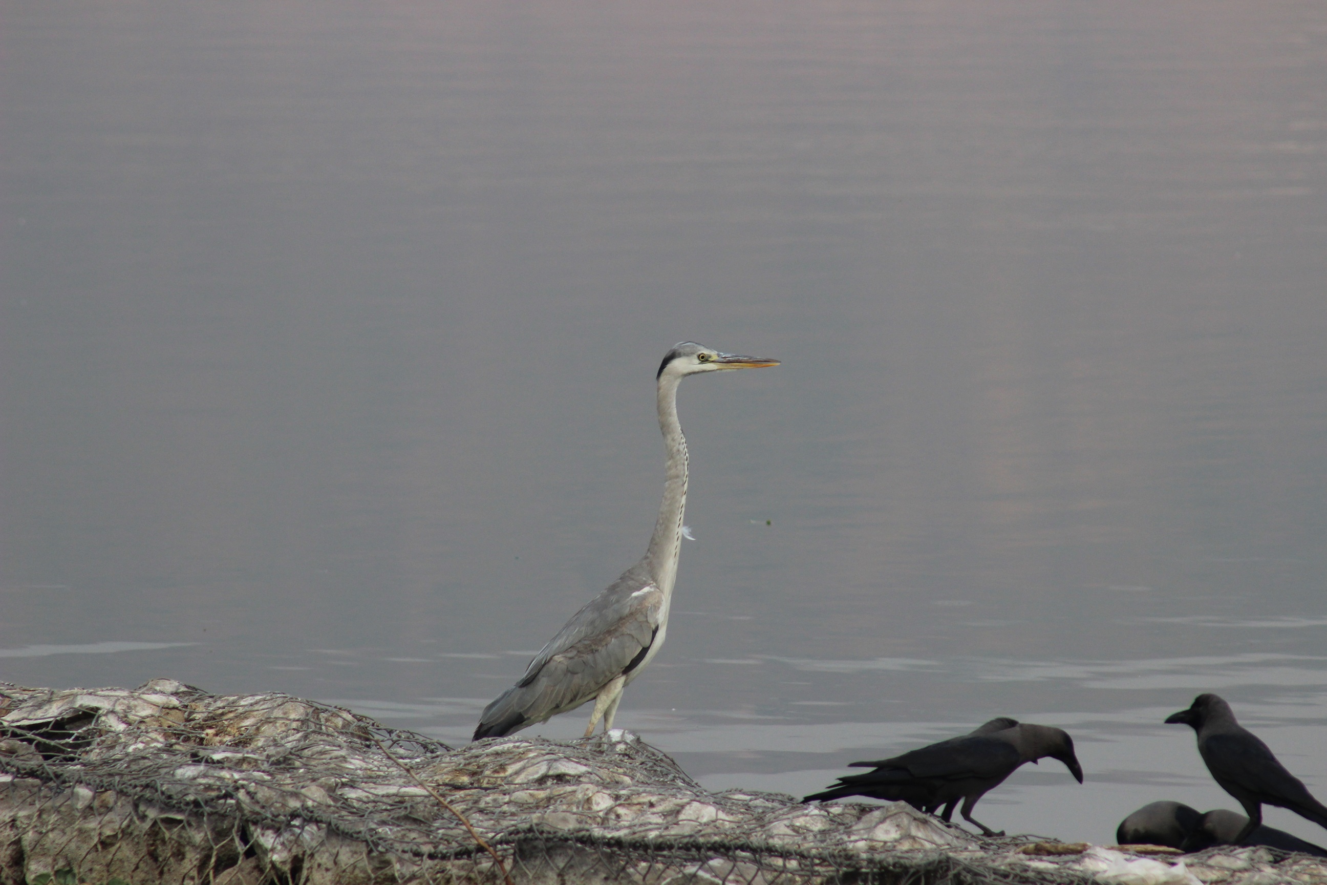 Sirpur Lake conservation project — restoring India's urban wetlands, Central India