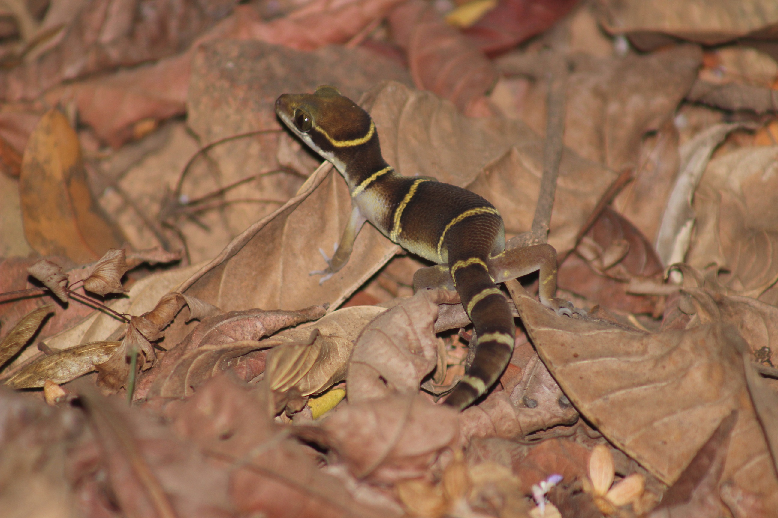 Skink at Tadoba — Indian wildlife photography