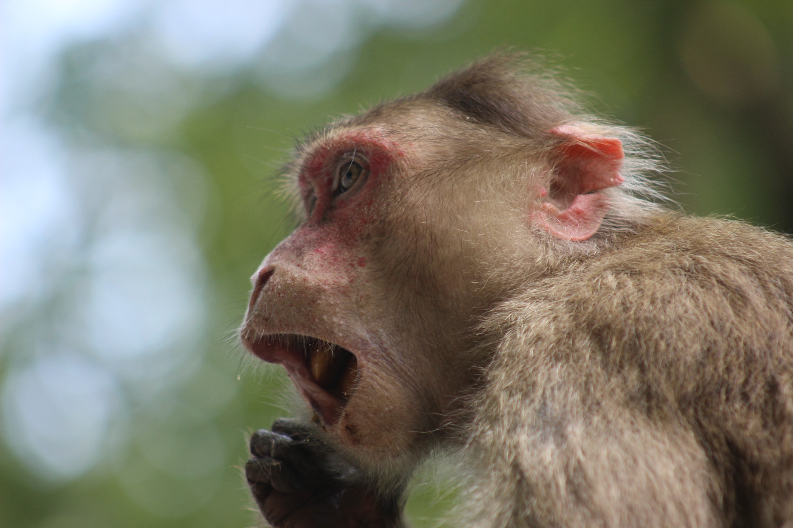 Monkey in Sahyadri — Indian wildlife photography