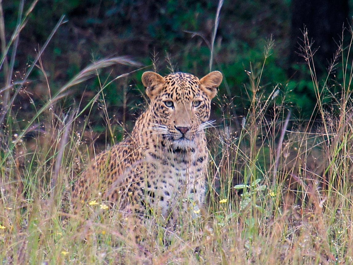 Wildlife safari in India — expert guided wildlife tourism