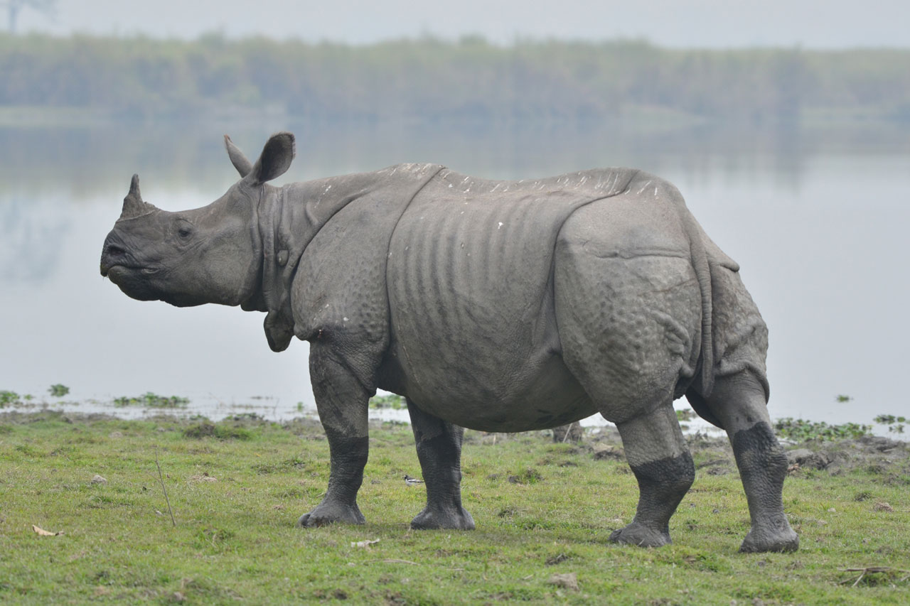Kaziranga National Park