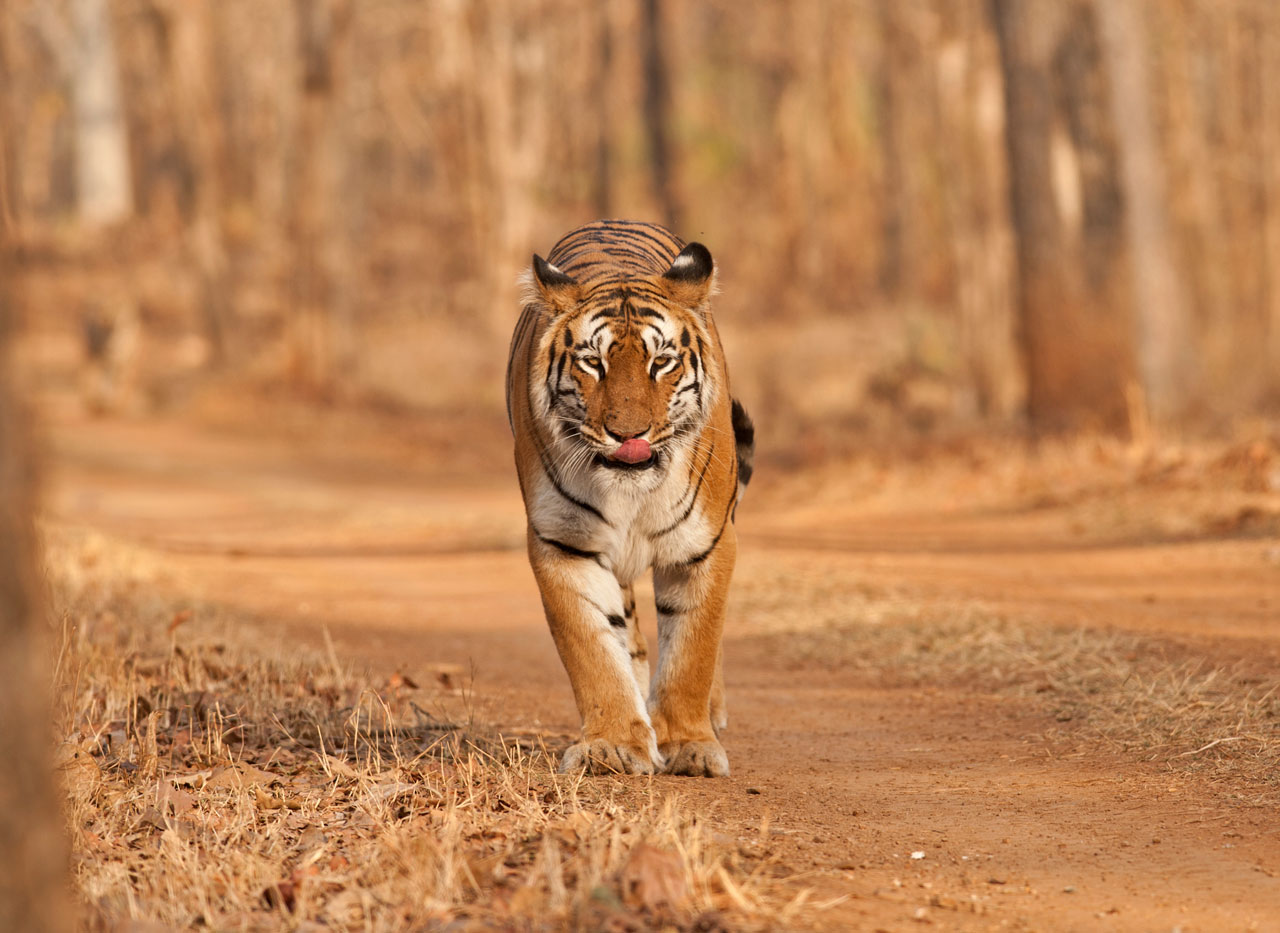 Nagzira National Park